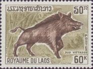 Banded Pig (Sus scrofa vittatus)