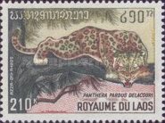 Leopard (Panthera pardus)