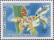 Trichoglottis fasciata
