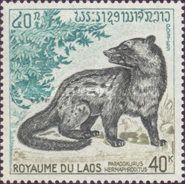 Asian Palm Civet (Paradoxurus hermaphroditus)