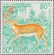 Lesser Mousedeer (Tragulus kanchil)