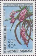 Rhynchostylis gigantea