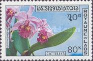 Cattleya hybr.