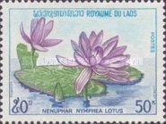 Water Lily