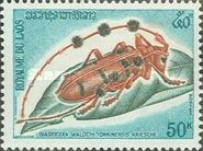Diastocera Longhorn Beetle (Diastocera wallichi tonkinensis)