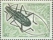 Longhorn Beetle (Macrochenus isabellinus )