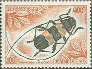 Longhorn Beetle (Purpuricenus malaccensis)