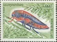 Jewel Beetle (Sternocera multipunctata)