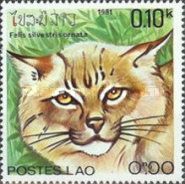 Asian Wildcat (Felis silvestris ornata)