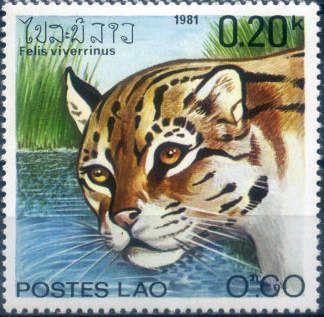 Fishing Cat (Felis viverrinus)