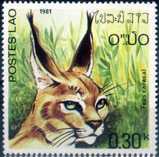 Caracal (Caracal caracal)