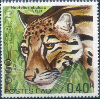 Clouded Leopard (Neofelis nebulosa)