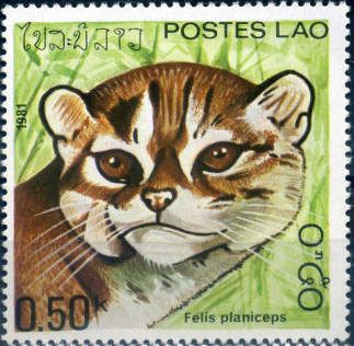 Flat-headed Cat (Felis planiceps)