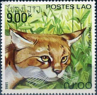 Jungle Cat (Felis chaus)