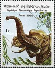 Asian Elephant (Elephas maximus) with raised trunk