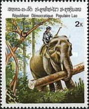 Asian Elephant (Elephas maximus) carrying log
