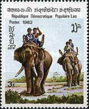 Asian Elephant (Elephas maximus) with passengers
