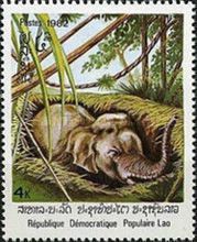 Asian Elephant (Elephas maximus) in trap