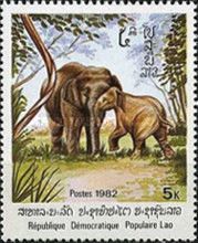 Asian Elephant (Elephas maximus) and young