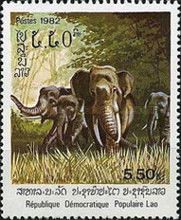 Herd of Asian Elephants (Elephas maximus)