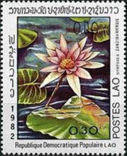 Nymphaea zanzibariensis
