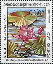 Nymphaea rosea