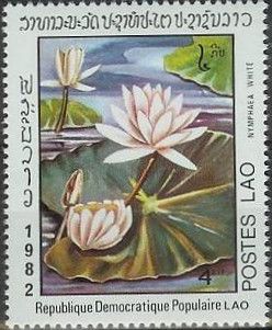 Nymphaea white