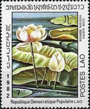 Nelumbo nucifera