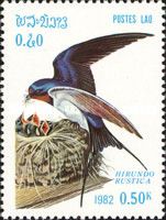 Barn Swallow (Hirundo rustica)