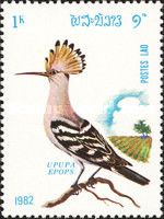 Eurasian Hoopoe (Upupa epops)