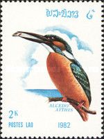Common Kingfisher (Alcedo atthis)