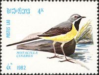 Grey Wagtail (Motacilla cinerea)