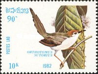 Common Tailorbird (Orthotomus sutorius)