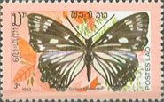 Sylhet Courtesan (Euripus halitherses)