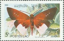 Common Wight (Iton semamora)