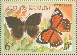 Common Palmfly (Elymnias hypermnestra)