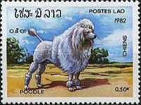 Poodle (Canis lupus familiaris)