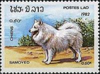 Samoyed (Canis lupus familiaris)