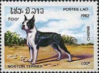 Boston-Terrier (Canis lupus familiaris)