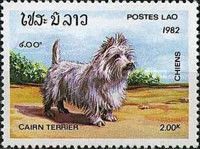 Cairn Terrier (Canis lupus familiaris)
