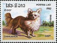 Chihuahua (Canis lupus familiaris)