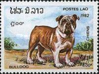 English Bulldog (Canis lupus familiaris)