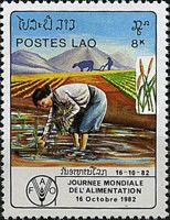 Planting rice