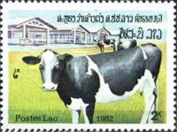 Cow (Bos primigenius taurus)