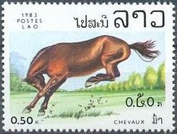 Horse (Equus ferus caballus)