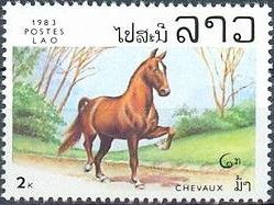 Horse (Equus ferus caballus)