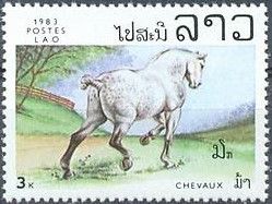 Horse (Equus ferus caballus)