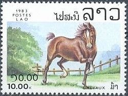 Horse (Equus ferus caballus)