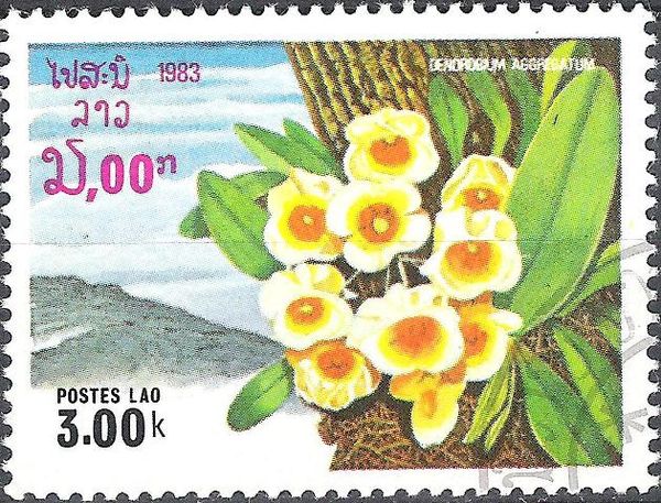 Orchid - Dendrobium aggregatum