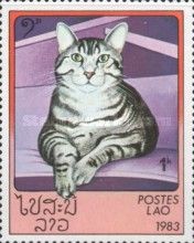 Tabby (Felis silvestris catus)